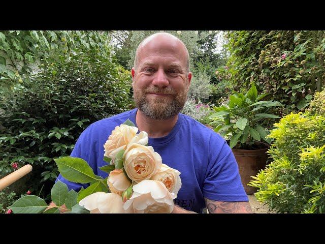 Personal review of English rose “ teasing Georgia” from @david_austin_roses #gardenerben