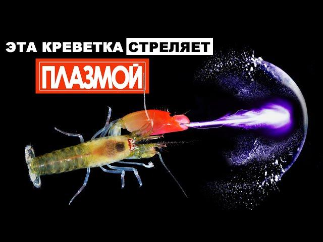 Креветка с суперспособностями. Красивый аквариум для маленьких креветок.