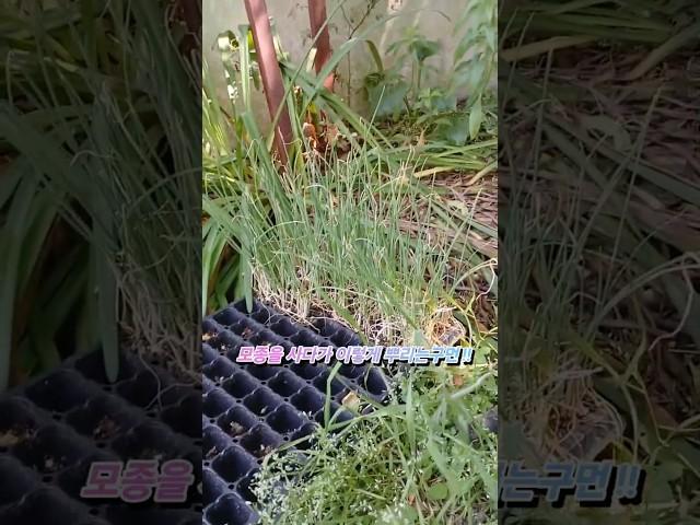 요건 처음보네~시골초보 파 모종 파도 이렇게 심는구나 #시골체험 #시골초보 #시골생활 #시골일상 #시골여행 #자연 #자연과함께 #남편과 #남편과여행