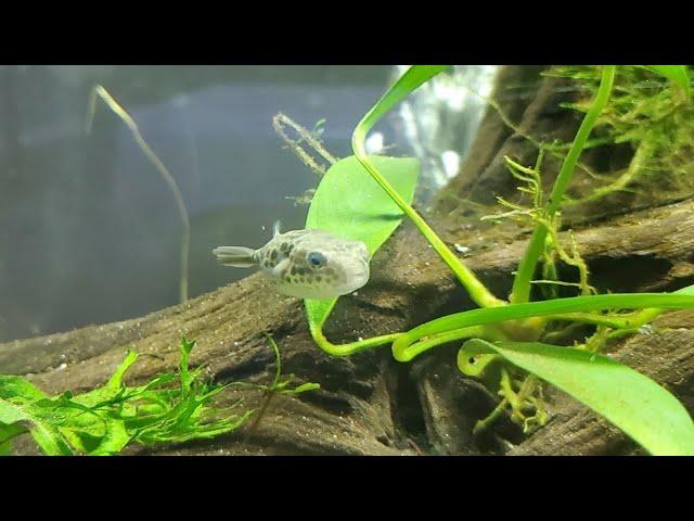 My NEW Spotted Congo Puffer! (Tetraodon schoutedeni)