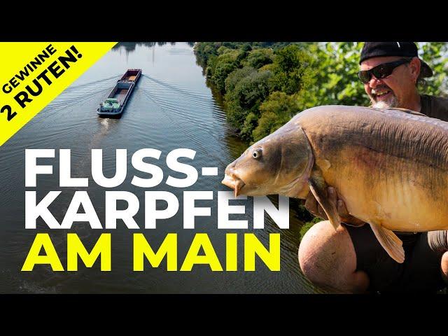 Das hat Frank NOCH NICHT erlebt! | Karpfenangeln am Main | Flusskarpfen + Gewinnspiel