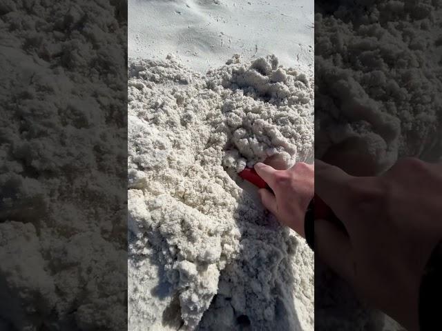 Metal detecting on a perfect Australian beach! #shorts