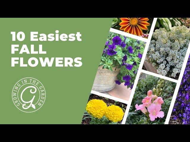 10 EASIEST FALL FLOWERS for Mild Winters