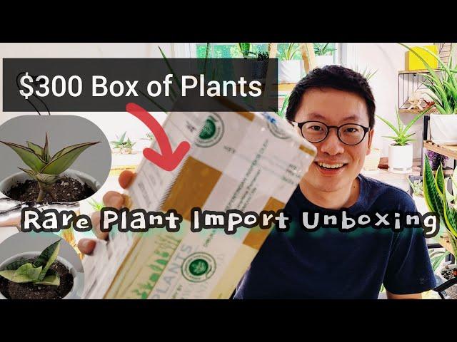 Plant Unboxing from Succulent Asia! Adding rare Sansevieria to my collection