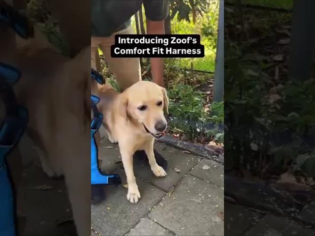 Introducing Zoof’s comfort fit harness! #dog #dogs #harness #dogparent #petparent