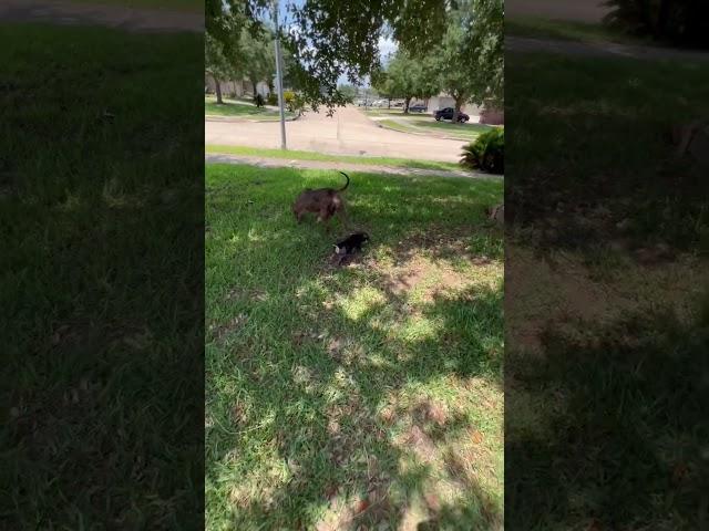 They both don’t care  #nbf #nbfkennel #dog #houston #texas #pitbull #puppy #puppiesforsale