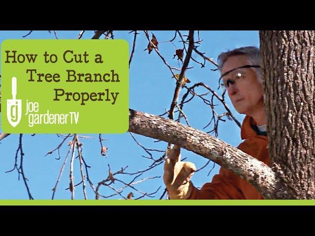 How to Cut a Tree Branch Properly