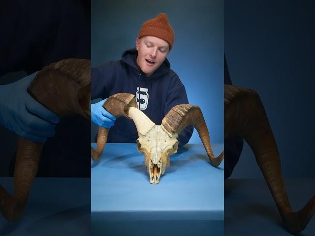 Bighorn Sheep - Did you expect this?