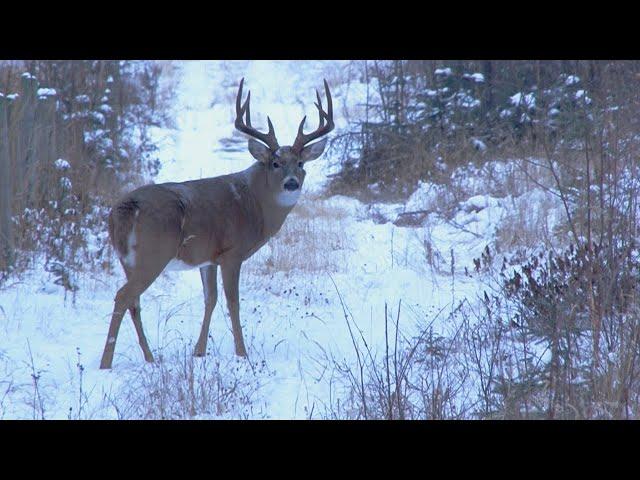 Hunting a 190” Typical Whitetail in Alberta | Canada in the Rough