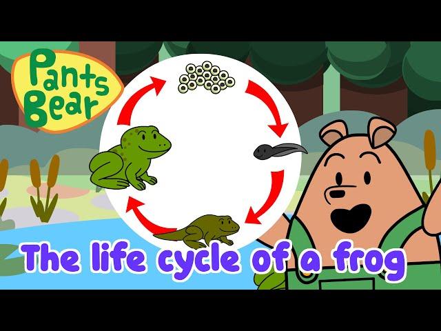 Life Cycle of a Frog | Science for Kids | Educational Video | #PantsBear