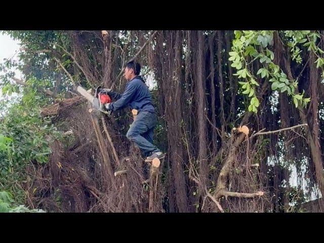 Dangerous Tree Cutting Challenge Before Hurricane Milton and Truly Lucky After the Storm