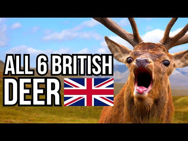 All 6 Species Of Deer That Can Be Found In The UK  - Only 2 Are Native