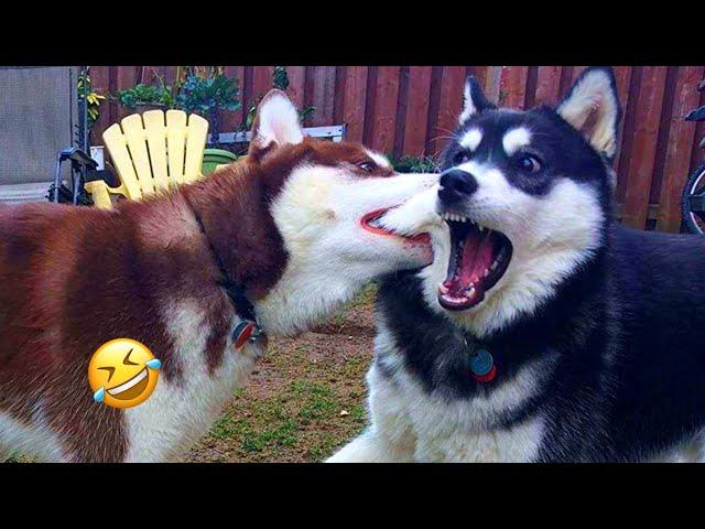 Normal dogs vs Huskies FUNNIEST Huskies | 10 Minutes Best Videos | Part 8