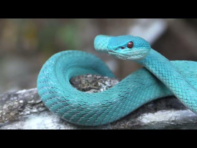 The Scariest Snakes That Actually Exist