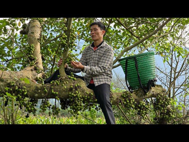 Harvesting Figs Goes to countryside market sell - Gardening | Solo Survival