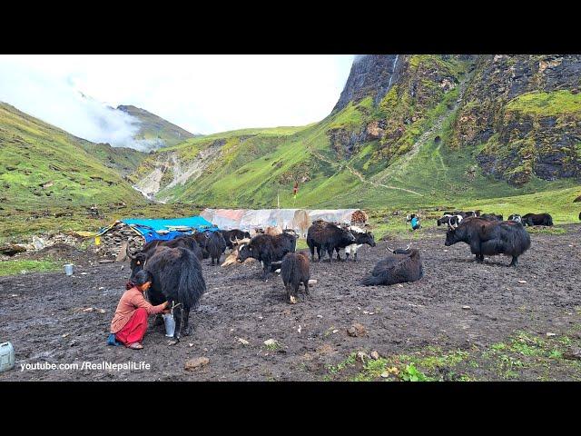 Himalayan Shepherd Life | The Making Process of Ghee in the himalayan Yak farm | Dolpa | Nepal |