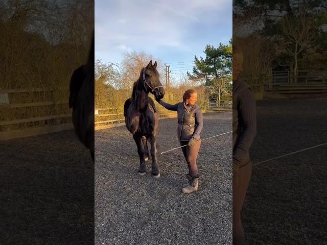 WHAT IS THAT????! #funnyanimals #myanimal #animalfriends #blackhorse #horsetime #horselover #rec