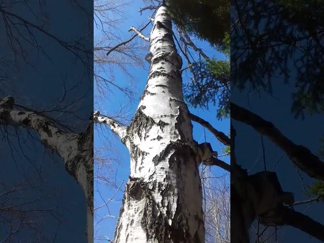 в этой березе сока нет(#short#сок#береза
