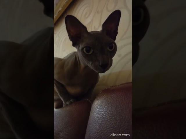 Сфинкс всех любит