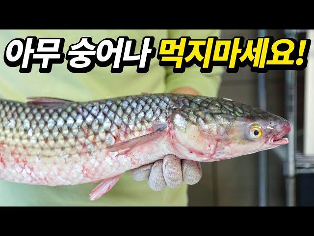 Disgusting but cheap and delicious mullet, Eat mullet know the type!