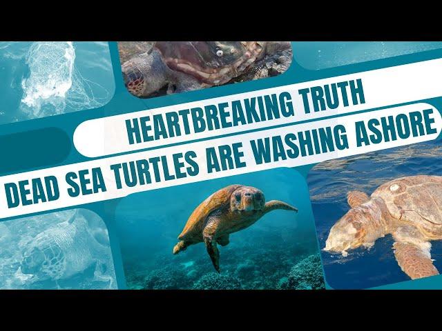 Heartbreaking Truth: Dead Sea Turtles Are Washing Ashore in Greece—Will You Help Save Them?