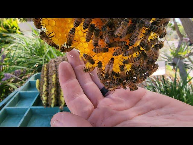 3 Suitless Bee Rescues in One Day! and... Our First VLOG!