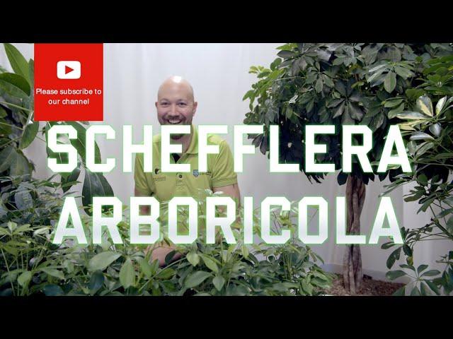 All you need to know about Schefflera Arboricola