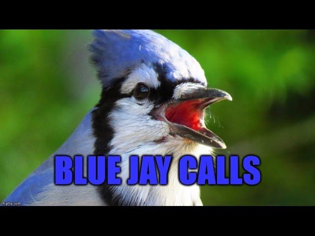 Blue Jay Calls