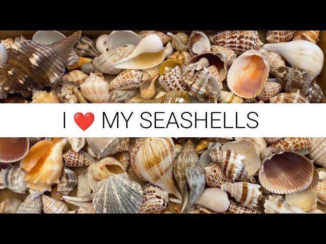 What does a seashell collection look like? 4 years collecting shells every week adds up quick!