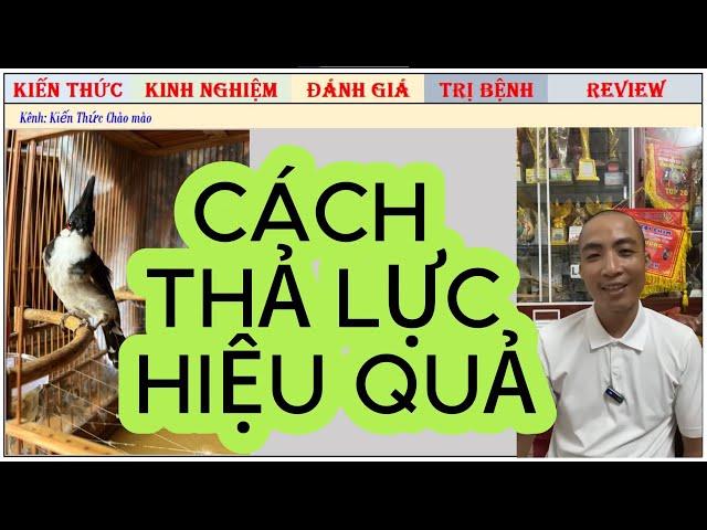 Cách thả lực để giúp chim không bị phè lông/ giải đáp 9 cách chăm chim hay