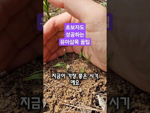 5월 6월, 소나무 유아 삽목 꿀팁! 지금 산으로 가세요