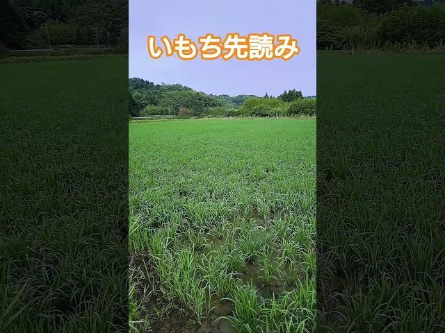 Should we wait for the onset of rice blast in specimen fields before controlling it?