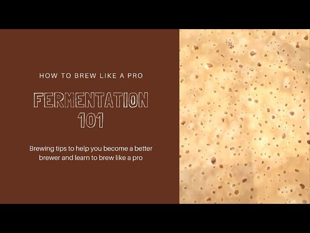 Beerco Brew Like a Pro - Fermentation 101