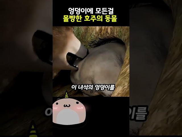 최강의 엉덩이를 가진 동물