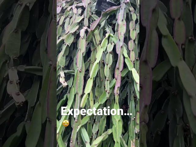 Rare houseplants expectation vs reality