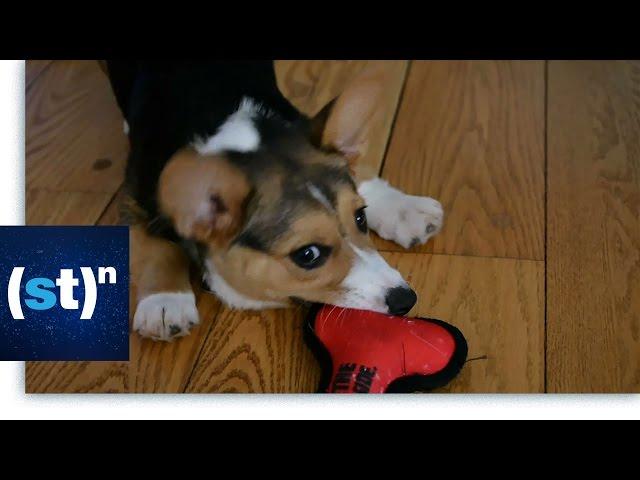 The Science of Cute | SciTech Now