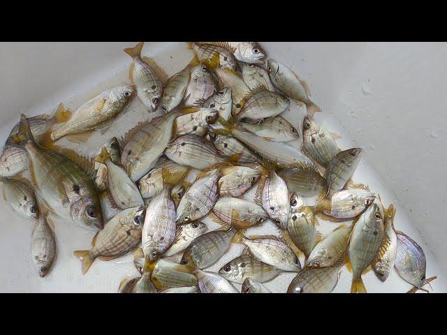 BEST Free Bait For BIG Mangrove Snapper (Fishing With Live Pinfish) Catching A Limit Of Keeper Mangs