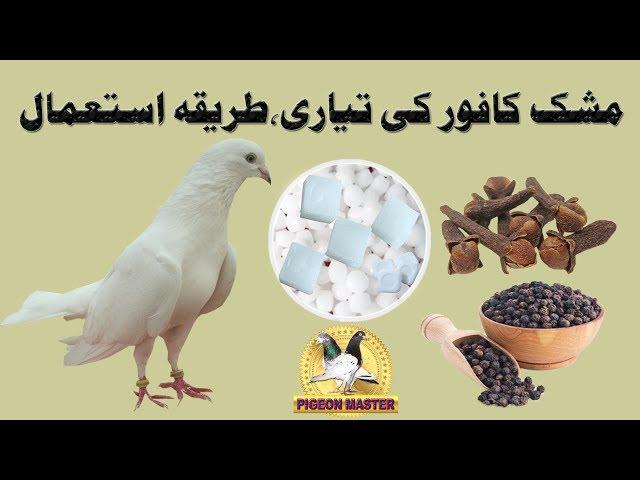 How to Prepair Mushk Kafor for Pigeons Long Flight