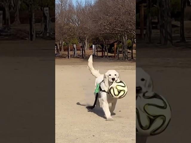 아기 강아지 운동시키는 방법 ?? #shorts