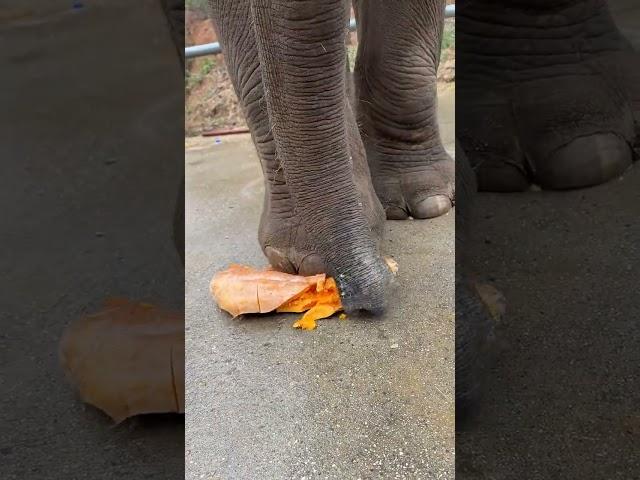 Fantastic Beasts. Elephant Eats Pumpkin