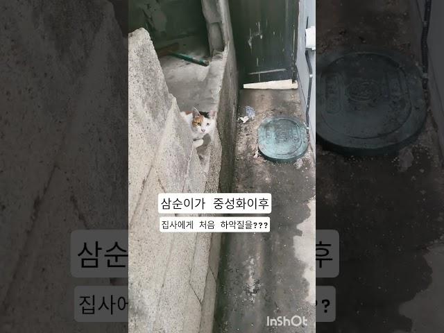 깡패삼이공격받아삐친삼순이달래볼까집사들#길냥이 #고양이 #cat #재미로고양이 #집사