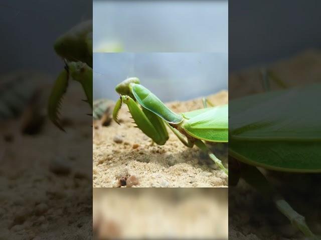 عنكبوت الجمل وفرس النبي ايهما اقوي ؟#العنكبوت
