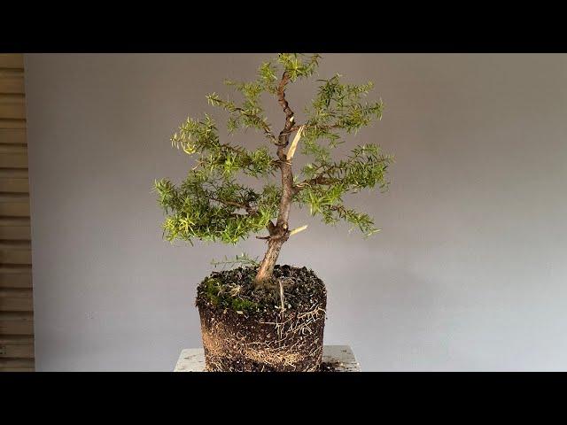 Totara Bonsai