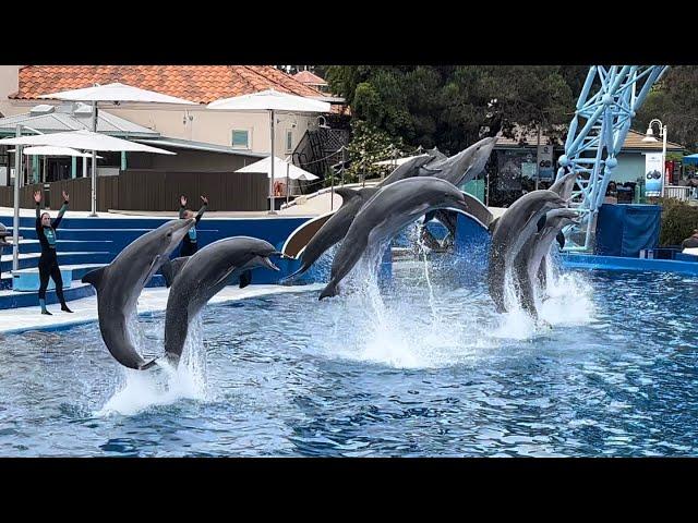 Dolphins Adventures (Full Show) at SeaWorld San Diego on May 26, 2024