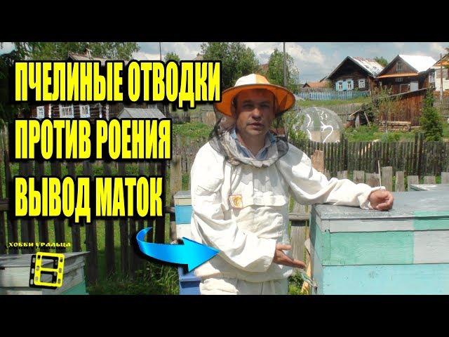 Bee swelling against swarming