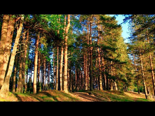 СОСНА ОБЫКНОВЕННАЯ – Дерево дающее жизнь! Тайная жизнь обыкновенной сосны!