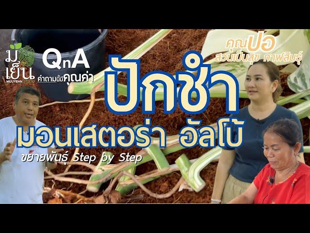 ปักชำ มอนเสอร่า อัลโบ้ ใคร ๆ ก็ทำได้ด้วยความมั่นใจ พาทำ Step by step