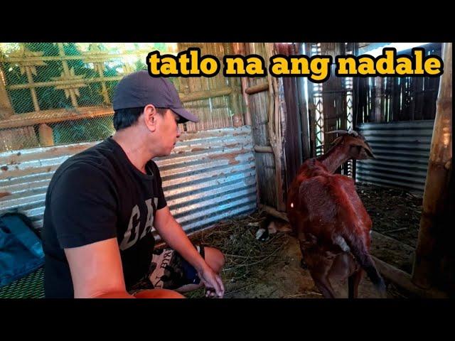 ANONG NANGYAYARE SA MGA KAMBING?