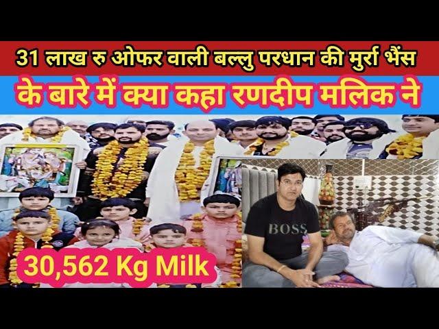 वायरल हुआ बल्लू प्रधान मांडोठी की भैंस का खूबसूरत सच: 30,562 kg रियल दूध और 31 लाख रूपये का ऑफर