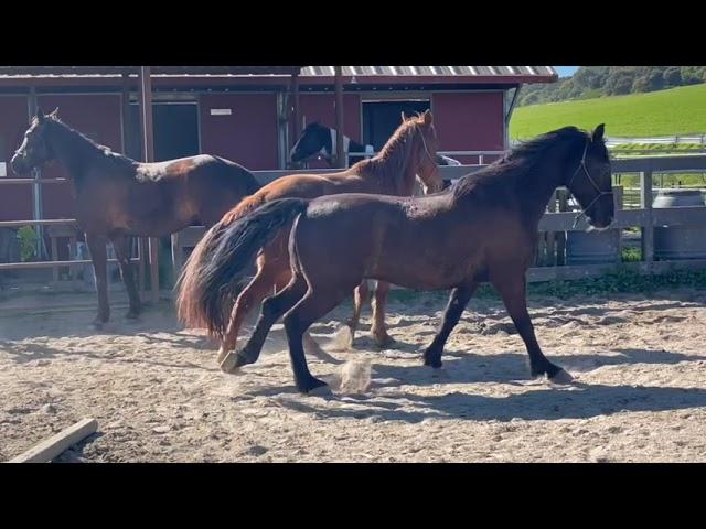 Tennessee Walking Horse vs Kentucky Mountain Horse vs Standardbred -Gaited Horse Training